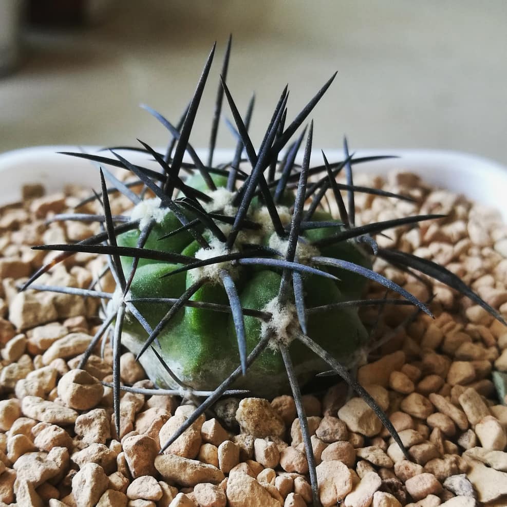 Copiapoa alticostata (20 seeds)