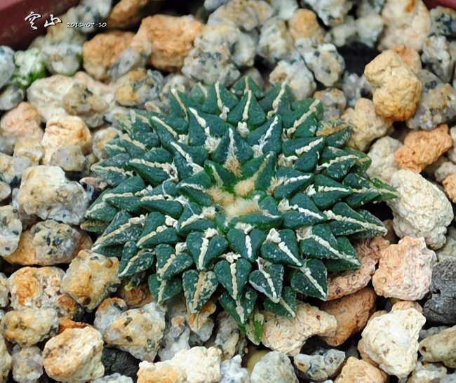 Ariocarpus kotschoubeyanus var. macdowellii (10 seeds)