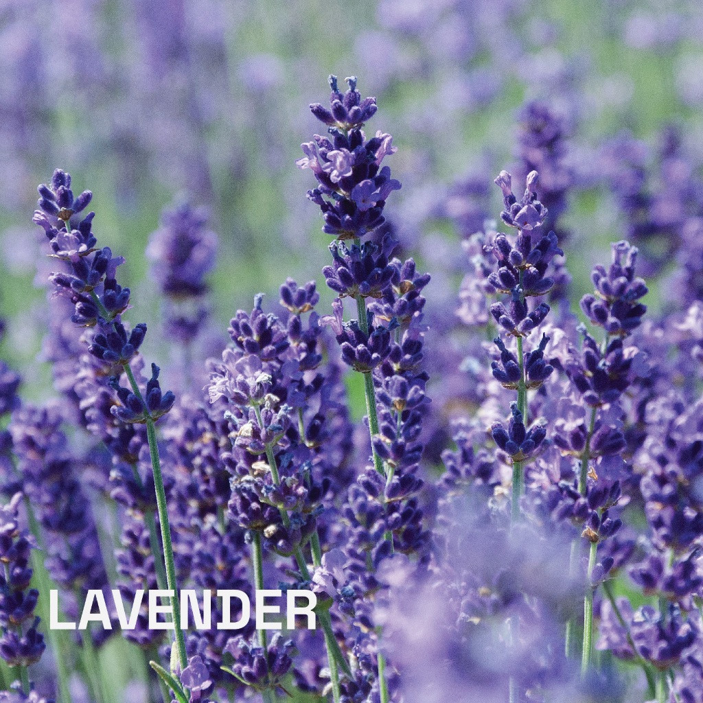 น้ำมันหอมระเหยบริสุทธิ์ดอกลาเวนเดอร์ ธรรมชาติ 100 % แท้ จากฝรั่งเศส (Lavender) 10 ml. ชมภิญญ์