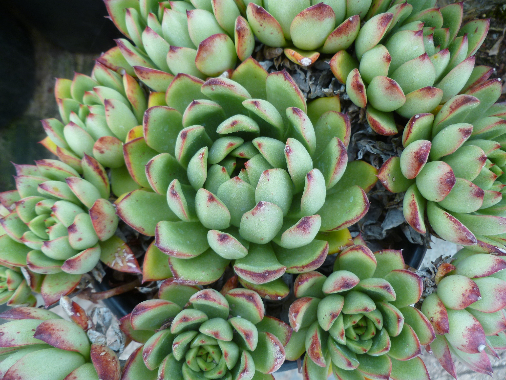 Echeveria agavoides 'Red Blush' (10 seeds)