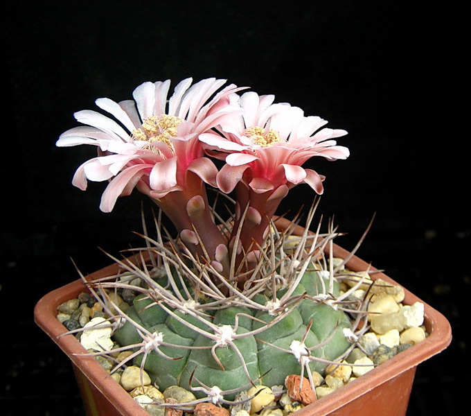 Gymnocalycium ferrari P136 (50 seeds)