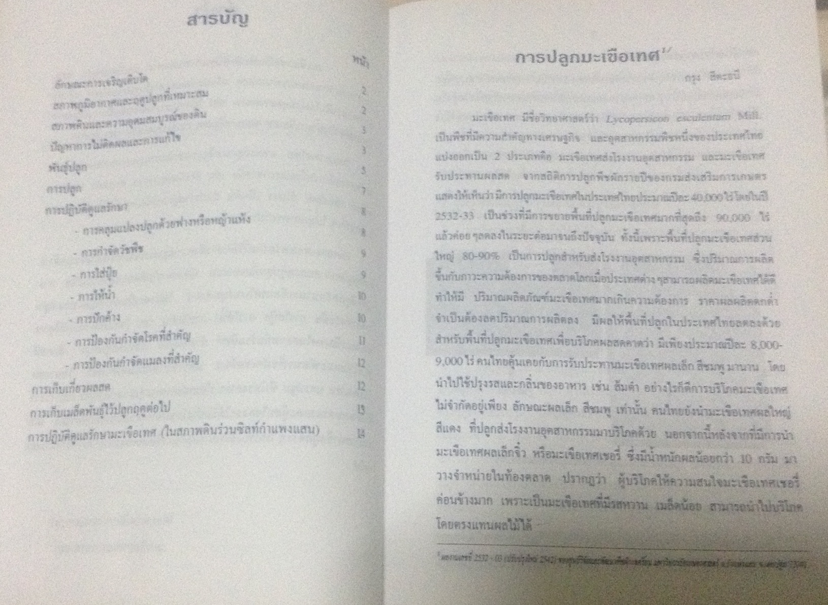 การปลูกมะเขือเทศ ราคา 10