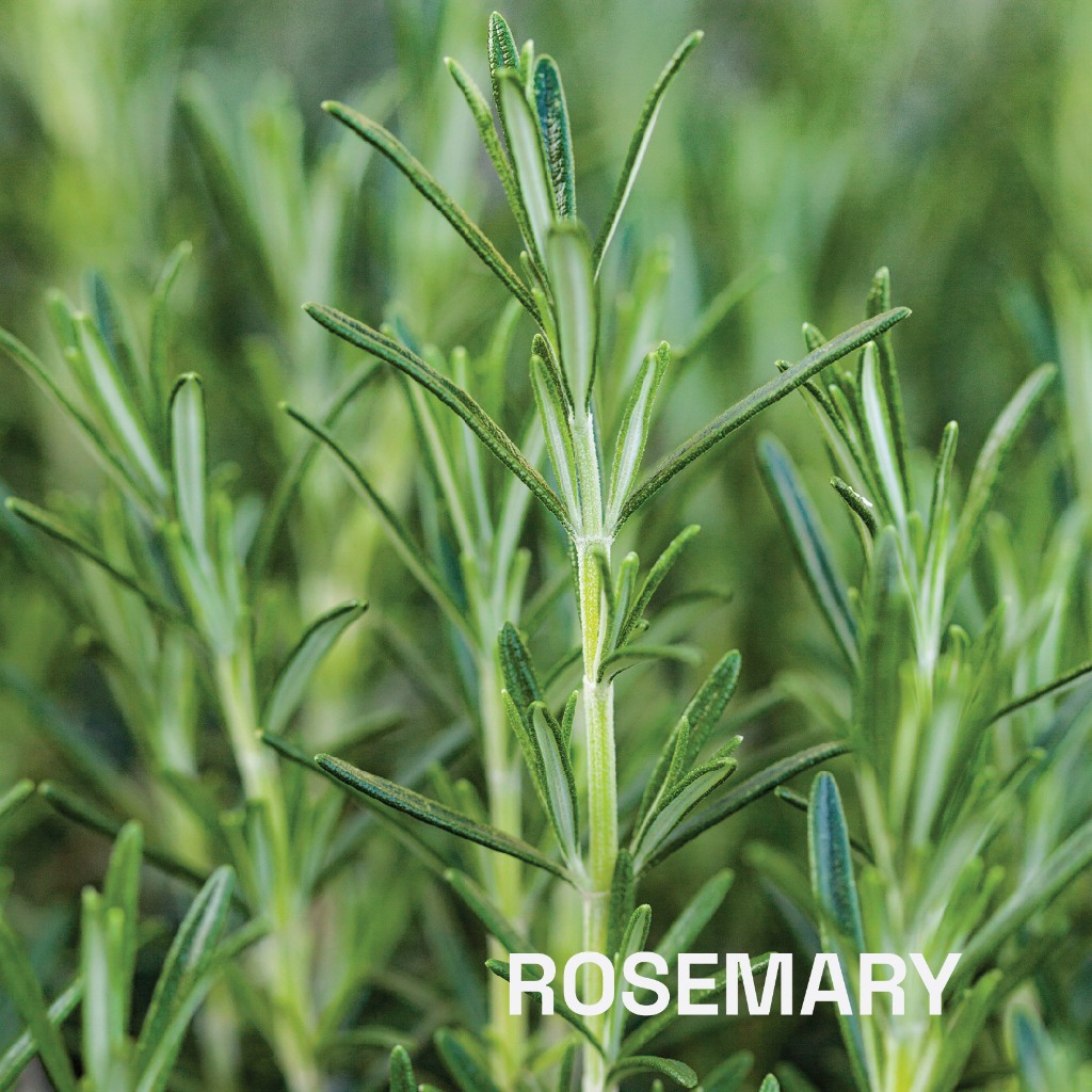 น้ำมันหอมระเหยบริสุทธิ์โรสแมรี่ ธรรมชาติ 100 % แท้ จากโมรอคโค (Rosemary) 10 ml. ชมภิญญ์