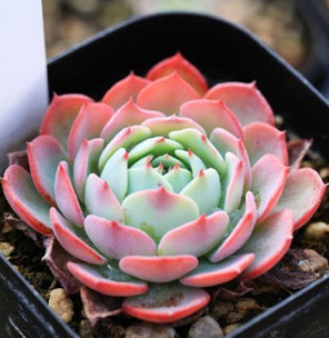 Echeveria elegans El Chico (10 seeds)
