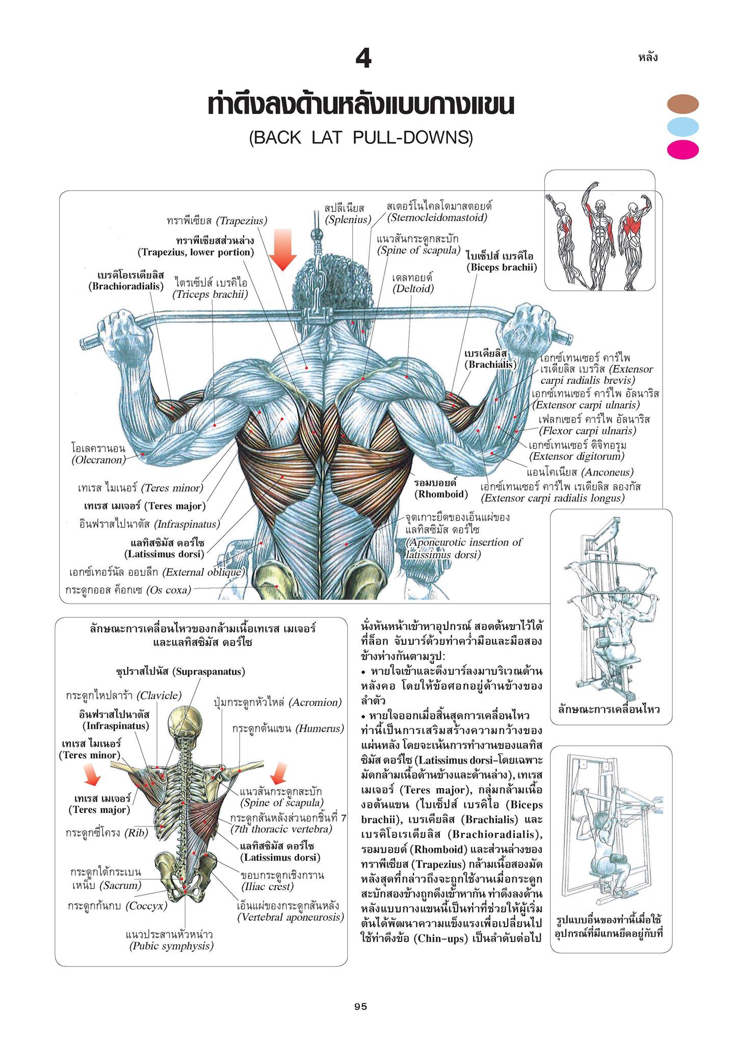 หนังสือเรื่อง กายวิภาคการออกกำลังกายแบบฝึกกล้ามเนื้อ Strength Training Anatomy (ปกแข็ง) : เฟรดเดอริค เดอลาวีเย : สำนักพิมพ์ แอร์โรว์