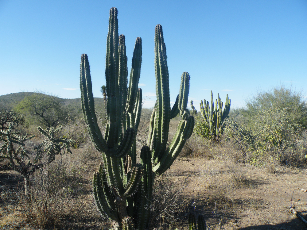 Stenocereus pruinosus (50 seeds)