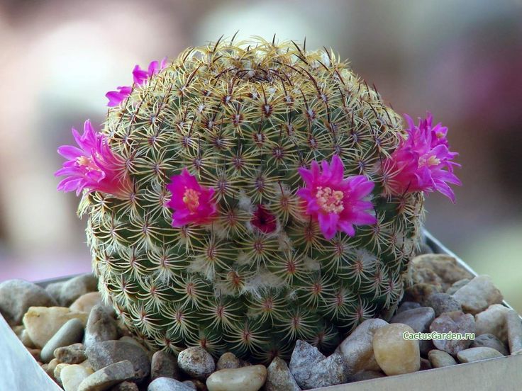 Mammillaria huitzilopochtii (20 seeds)