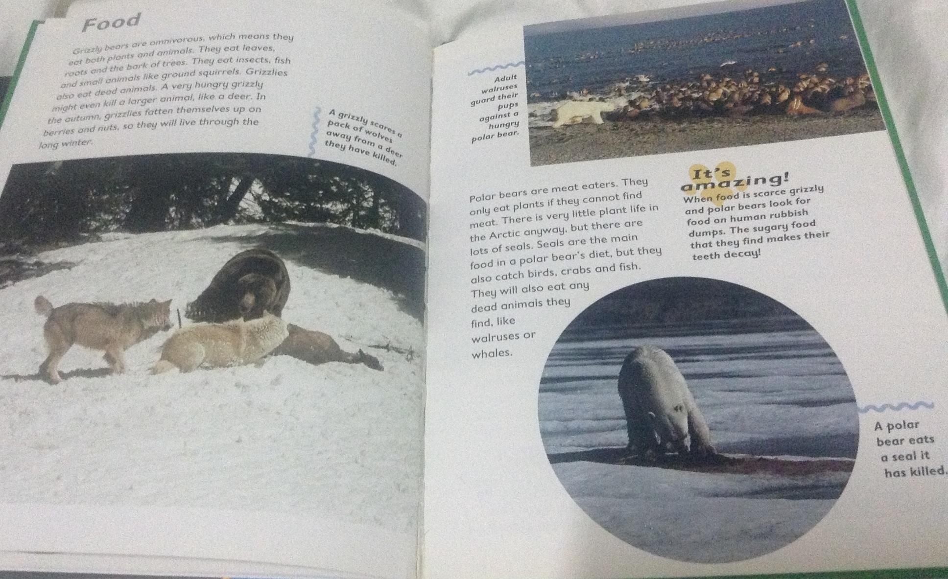 polar bear and grizzly bear ราคา 180