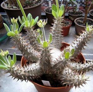 Pachypodium Horombense (10 seeds)
