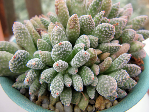 Crassula ausensis v titanopsis (10 seeds)