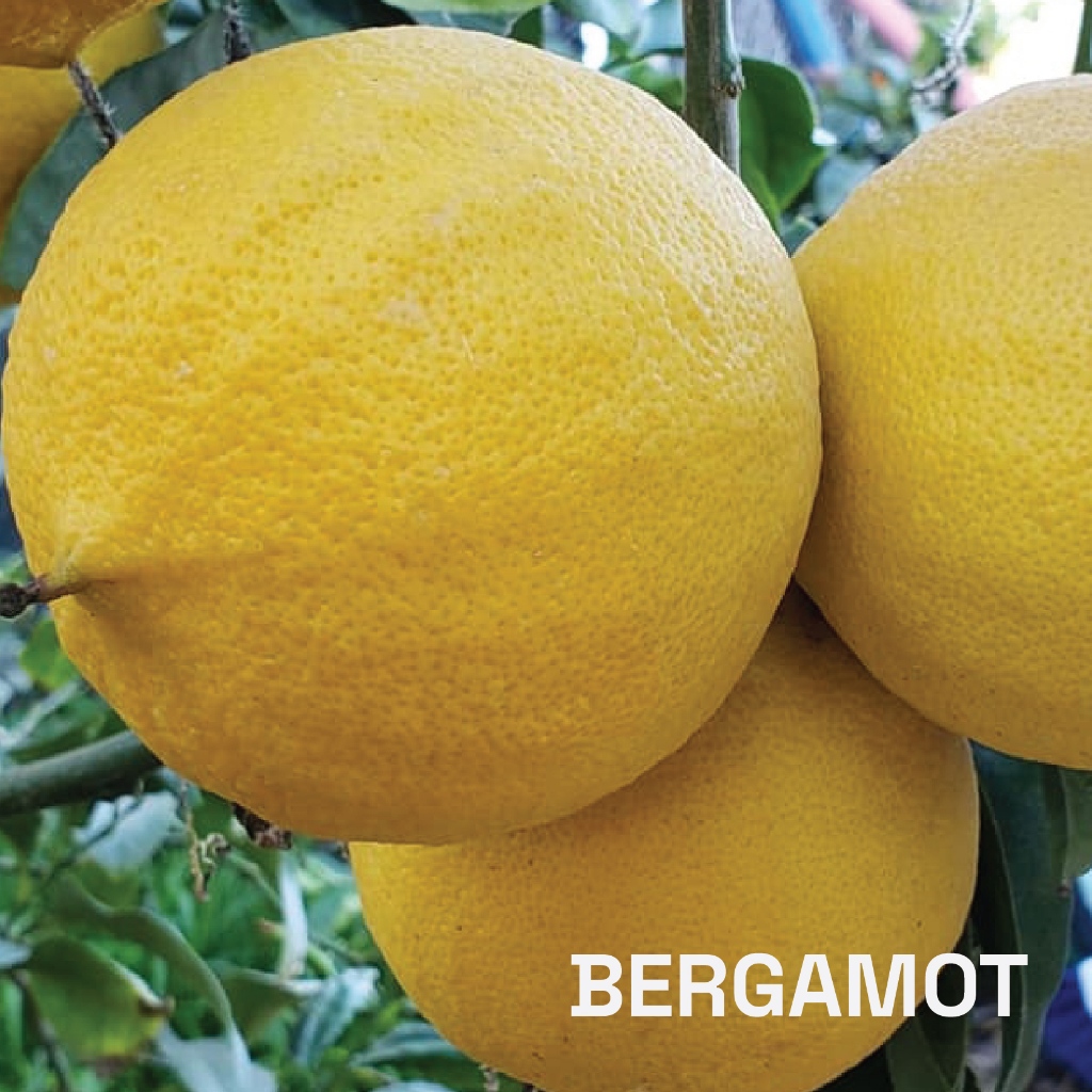 น้ำมันหอมระเหยบริสุทธิ์เบอร์กาม็อท ธรรมชาติ 100 % (Bergamot) 10 ml. ชมภิญญ์