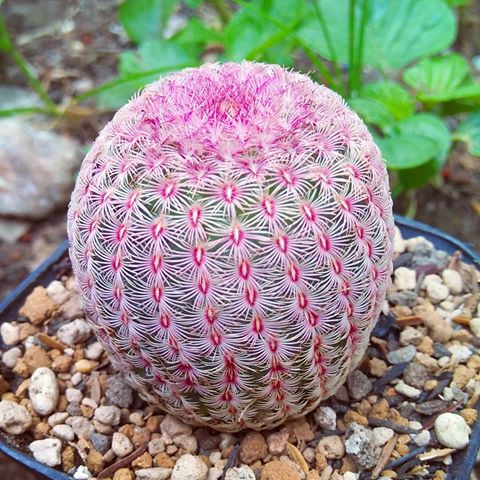 Echinocereus Pectinatus Rubispinus (20 seeds)