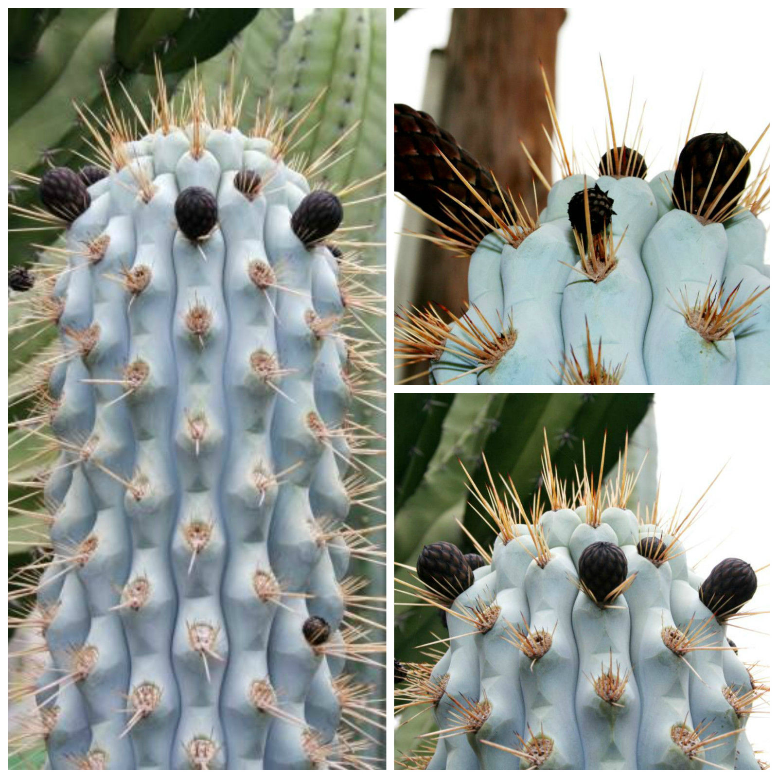 Azureocereus viridis (50 seeds)