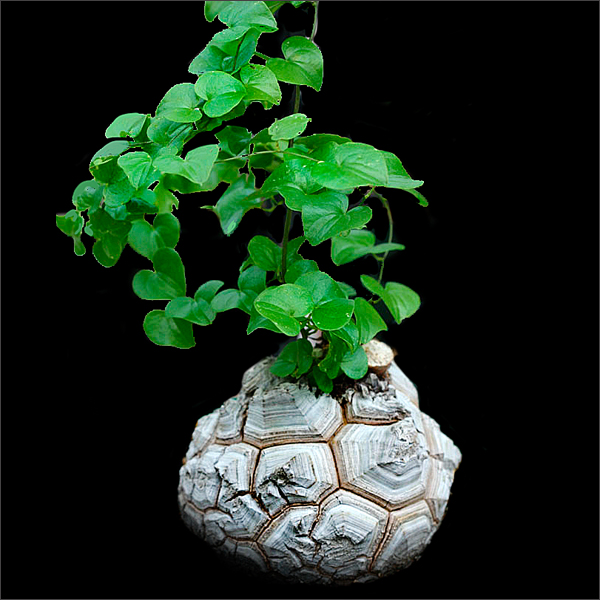 Testudinaria Dioscorea elephantipes (5 seeds)