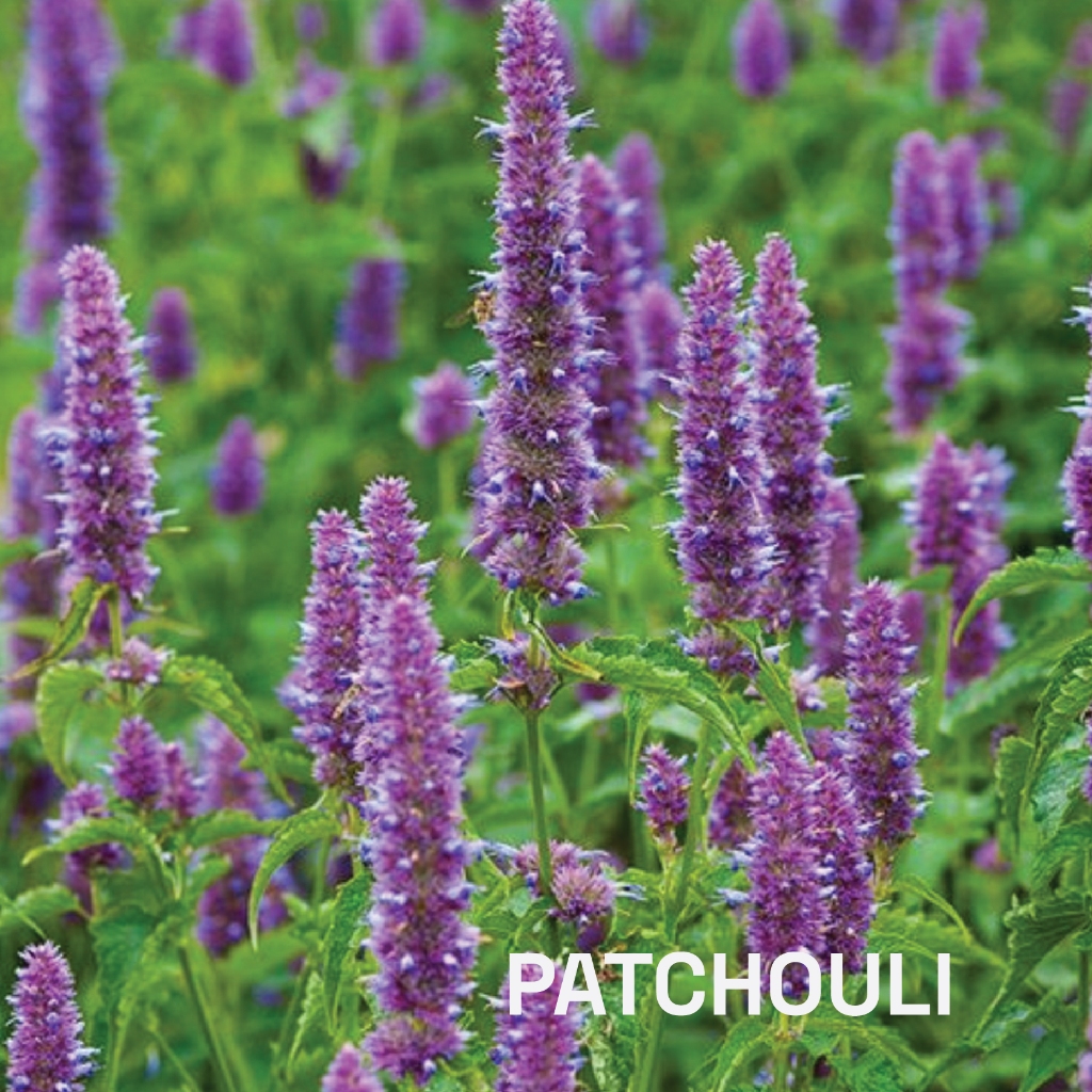 น้ำมันหอมระเหยบริสุทธิ์แพทชูลี่หรือใบพิมเสน ธรรมชาติ 100 % (Patchouli) 10 ml. ชมภิญญ์