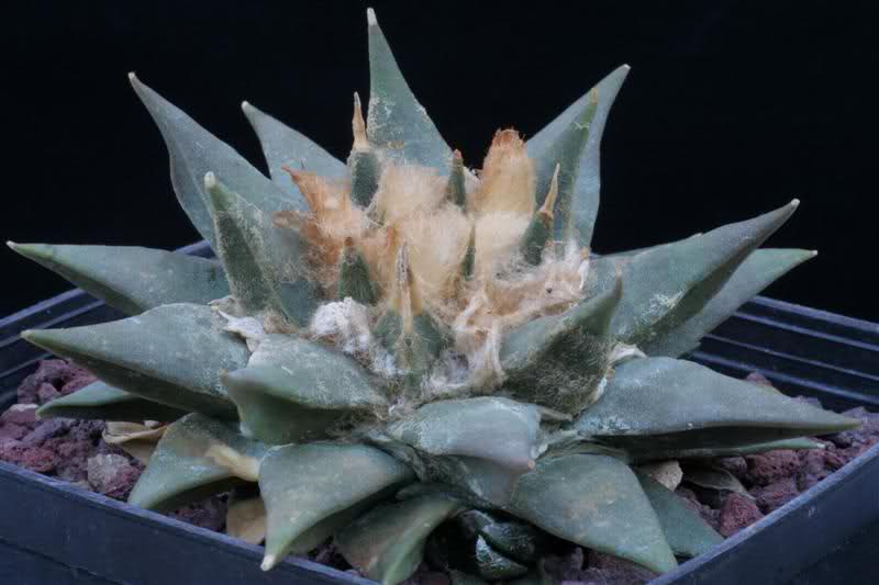 Ariocarpus furfuraceus v rostratus (20 seeds)