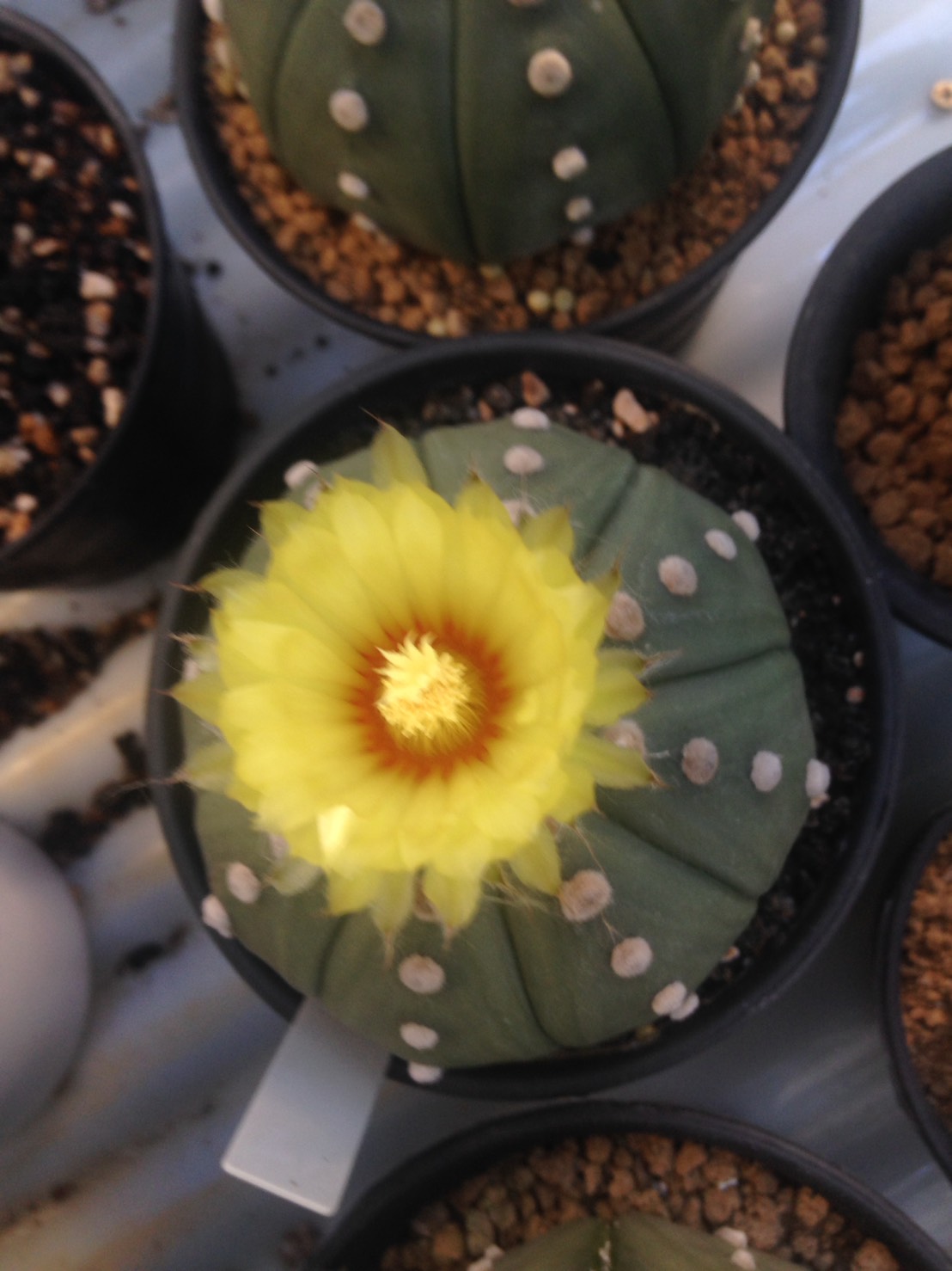 Astrophytum - Asterias "Nudum" (20 seeds)