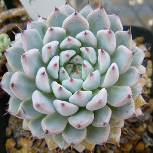 Echeveria cuspidata Menchaca v gemmula (10 seeds)