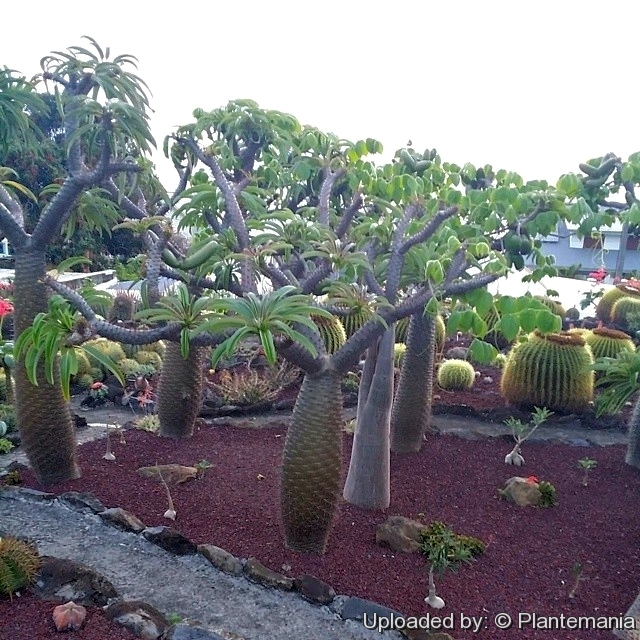 Pachypodium Lamerei v ramosum (10 seeds)
