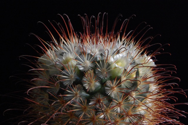 Mammillaria cowperae (20 seeds)