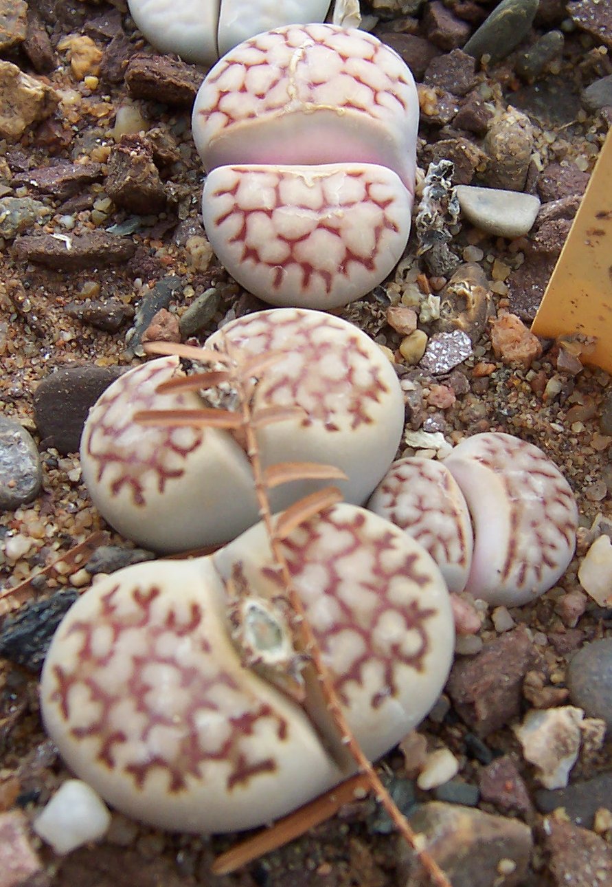 LITHOPS - karasmontana (20 seeds)