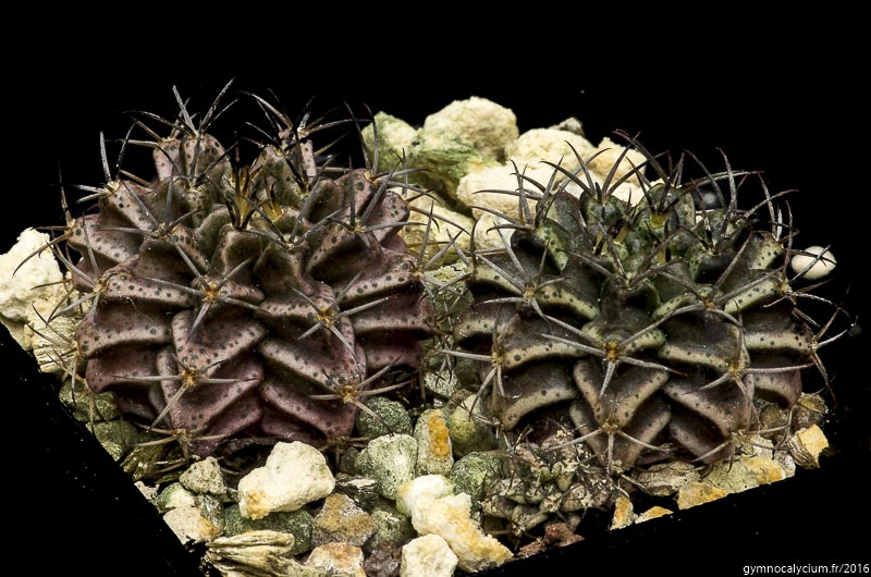 Gymnocalycium Mihanovichii v Moserianum (50 seeds)