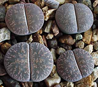 LITHOPS - lesliei v Pietersburg form (20 seeds)