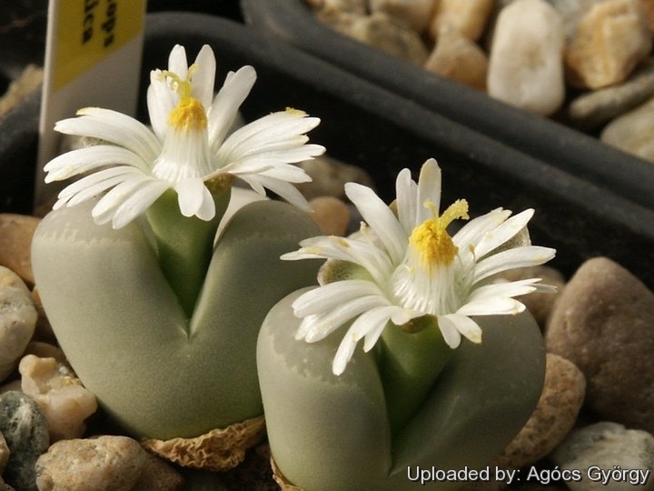 LITHOPS - optica C290 (20 seeds)
