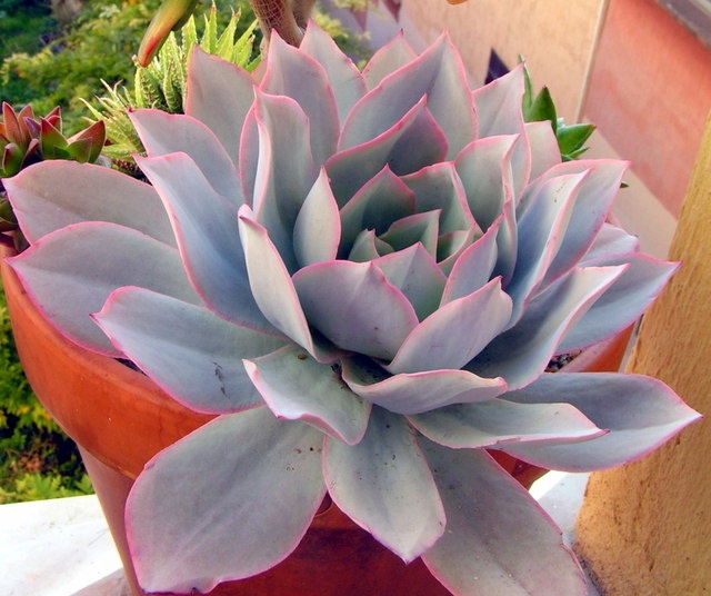 Echeveria Cante (10 seeds)