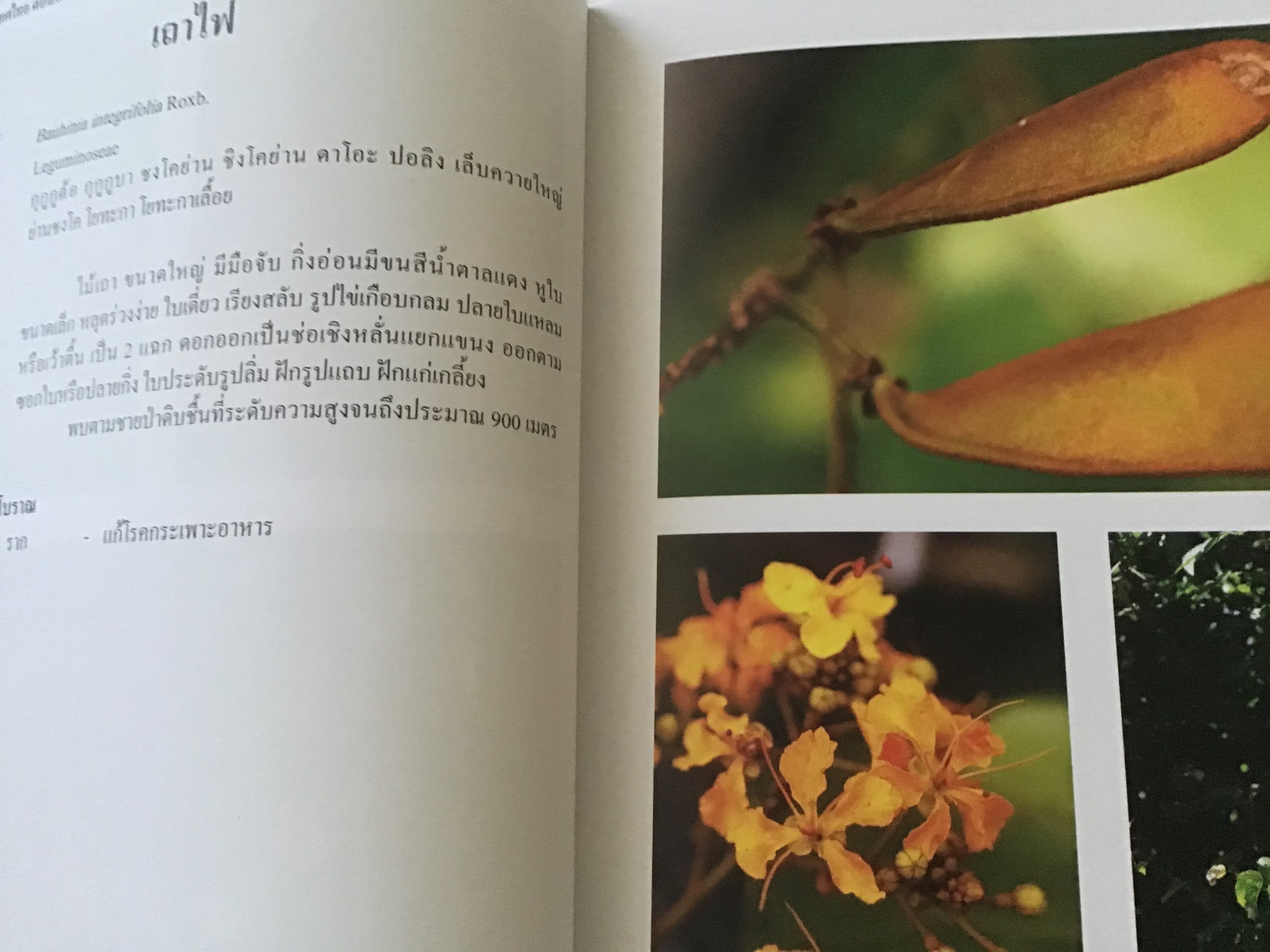 พืชสมุนไพรในประเทศไทย ตอน 4 สถาบันวิจัยสมุนไพร ปกแข็ง ราคา 300