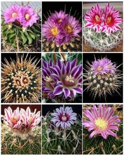 Echinofossulocactus Mix (20 seeds)