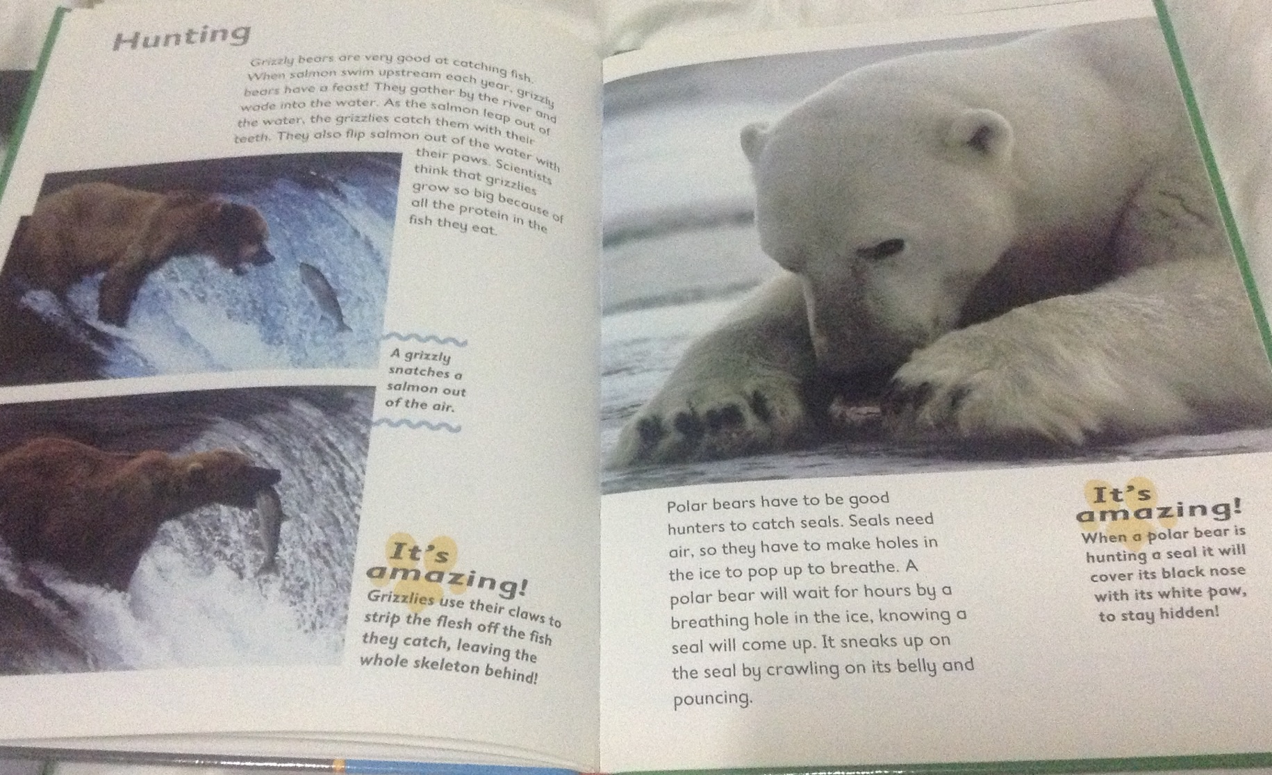 polar bear and grizzly bear ราคา 180