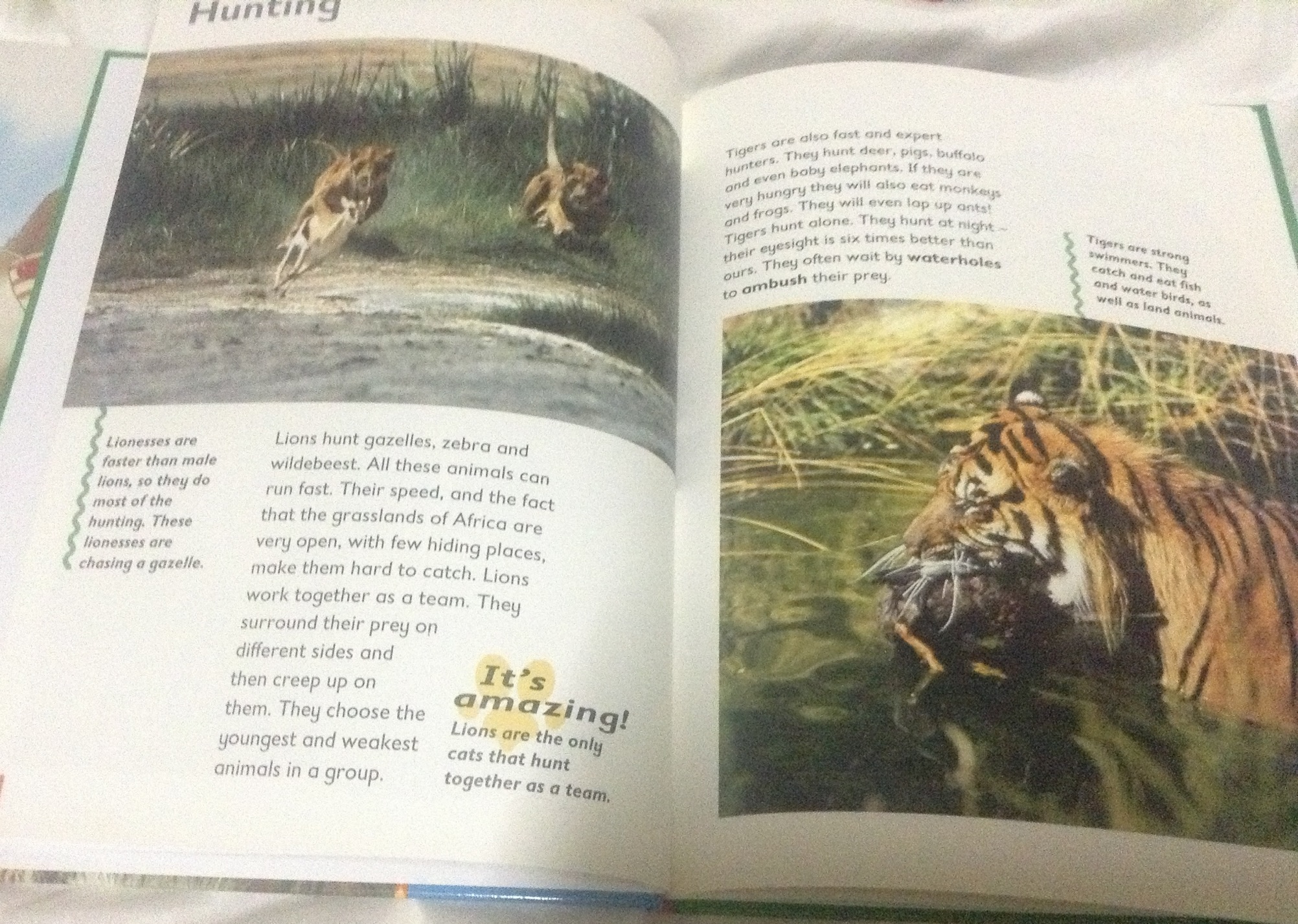 lion and tiger ราคา 180