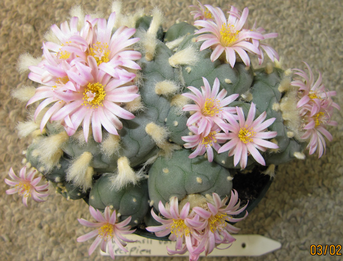 Lophophora williamsii v decipiens (10 seeds)