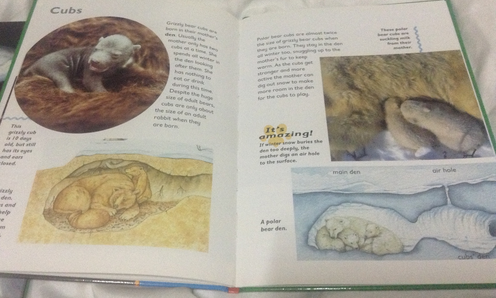 polar bear and grizzly bear ราคา 180