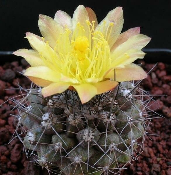 Copiapoa maritima (20 seeds)