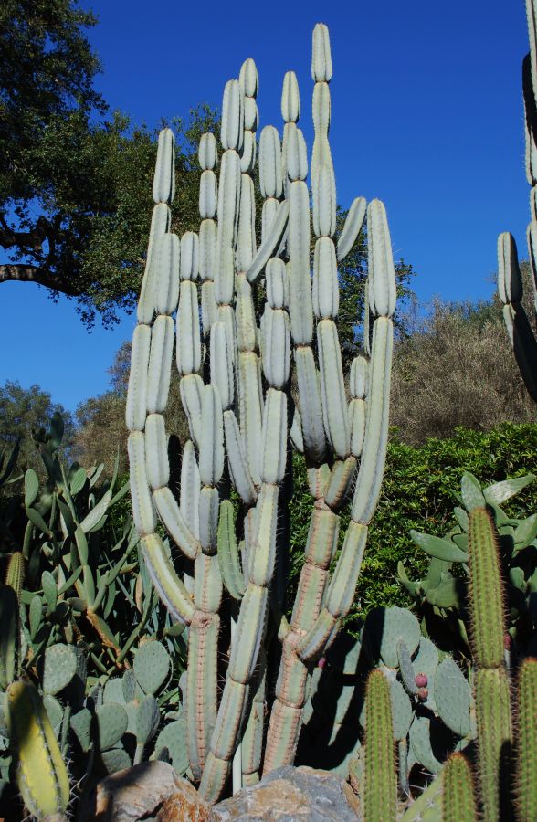 Armatocereus matucanensis (50 seeds)