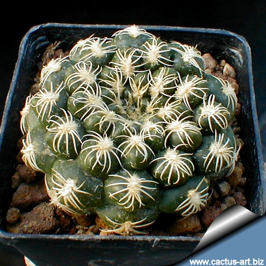GYMNOCALYCIUM calochlorum (50 seeds)