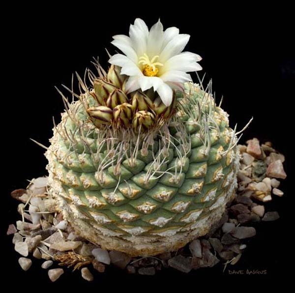 Strombocactus disciformis (40 seeds)