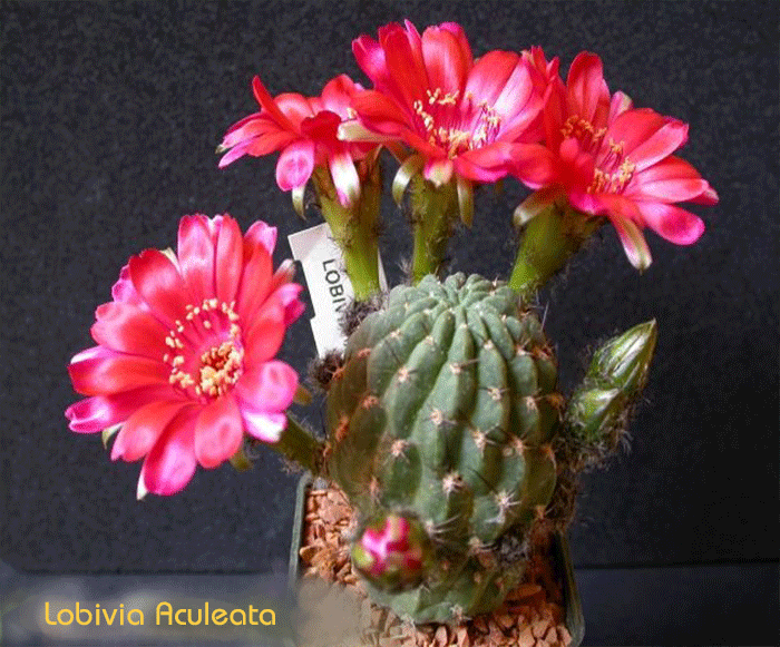 Lobivia aculeata (20 seeds)