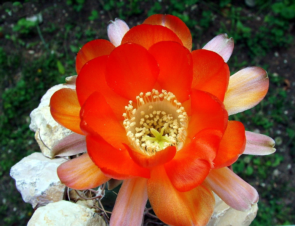 Lobivia hualfinensis R146 (20 seeds)