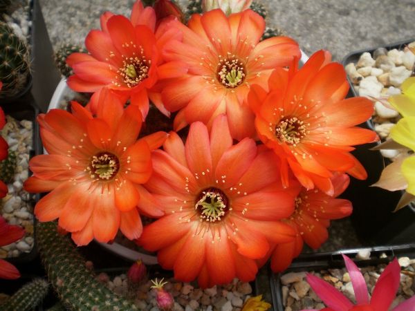 Lobivia cabradai (20 seeds)