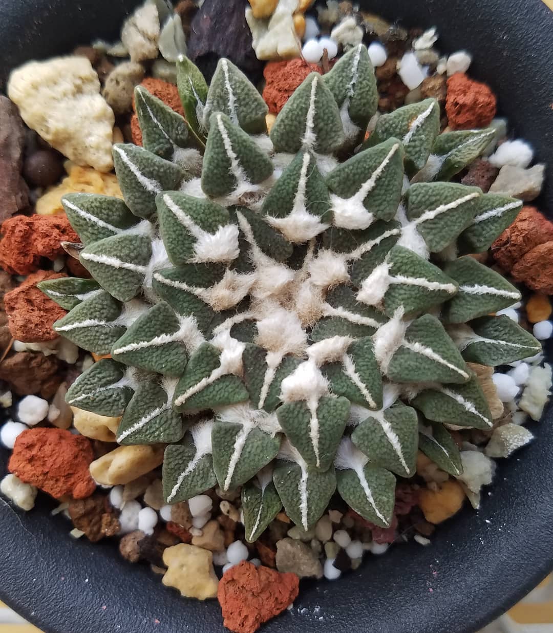 Ariocarpus kotschoubeyanus var. elephantidens (10 seeds)
