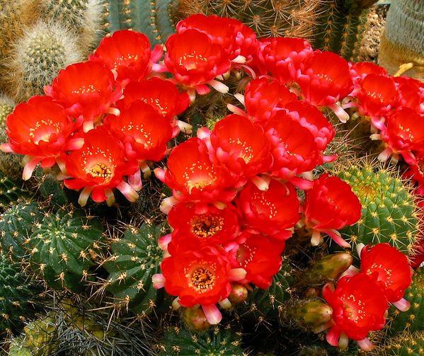 Lobivia leucorhodon (20 seeds)