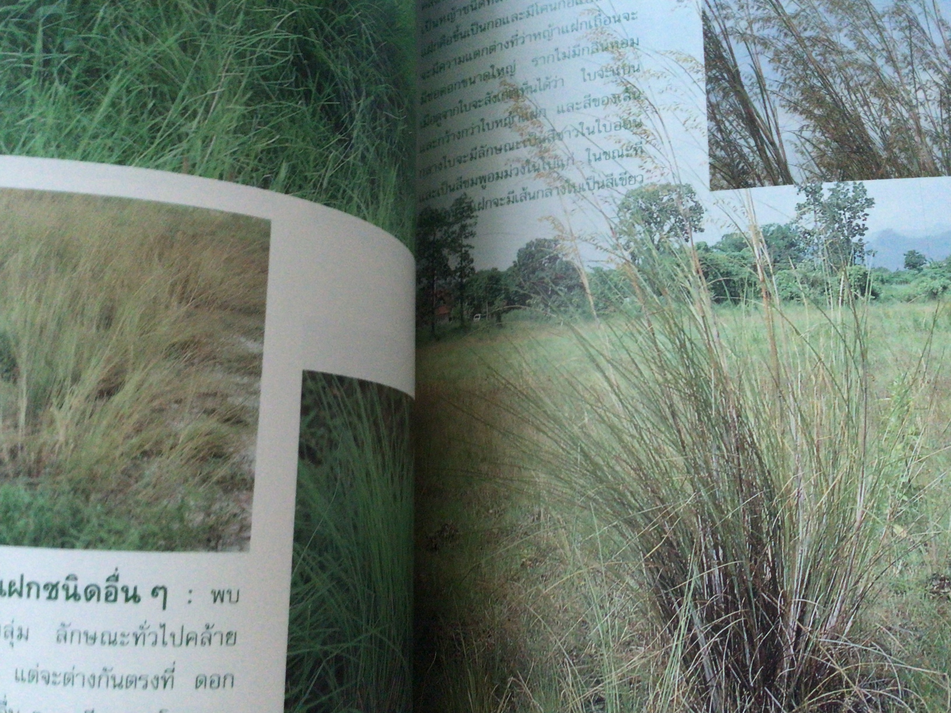 หญ้าแฝกหอม จากพระราชดำริสู่เส้นทางการอนุรักษ์ดินและน้ำ ปกแข็ง ราคา 50