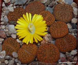 LITHOPS hookeri v marginata (20 seeds)