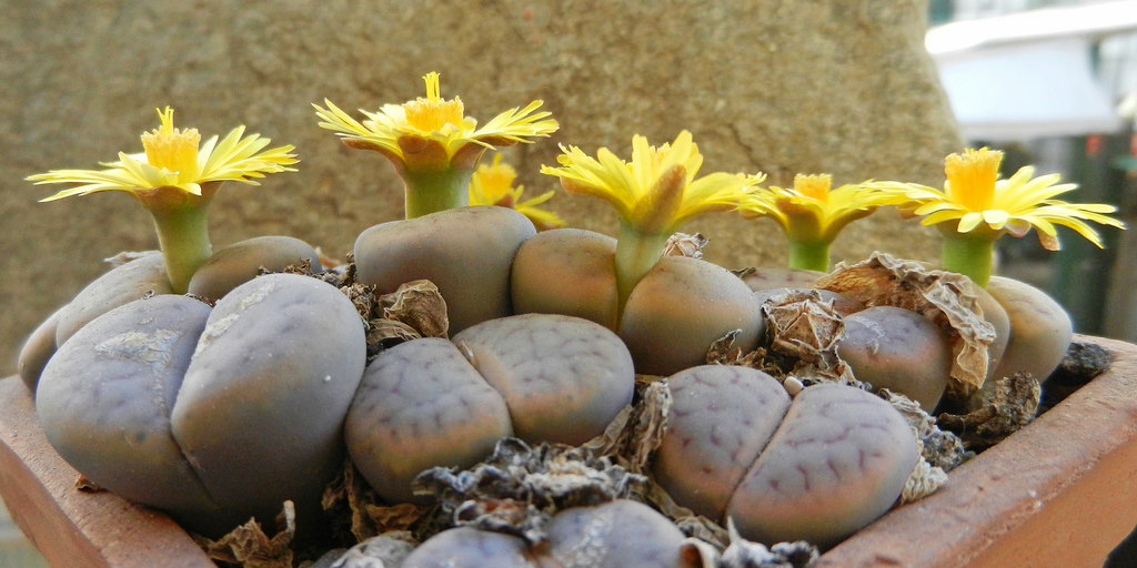 LITHOPS - schwantesii (20 seeds)