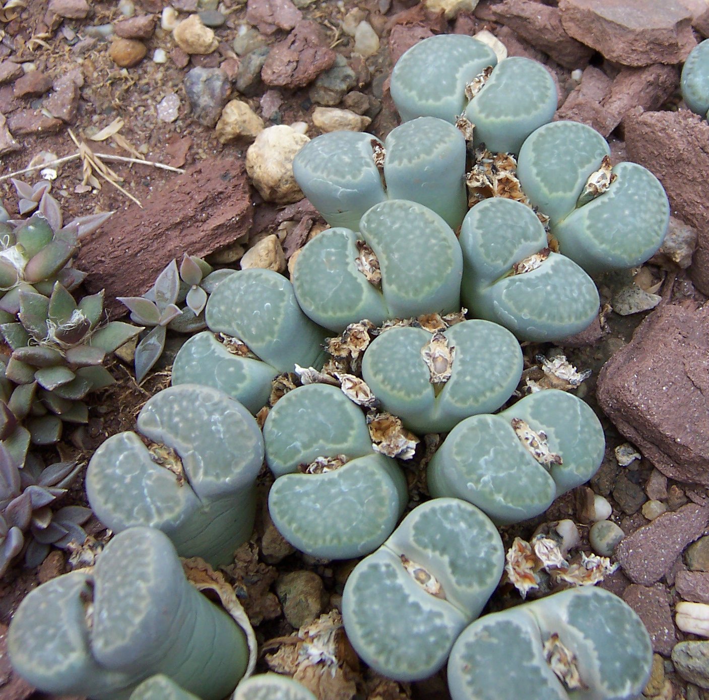 LITHOPS - salicola (20 seeds)