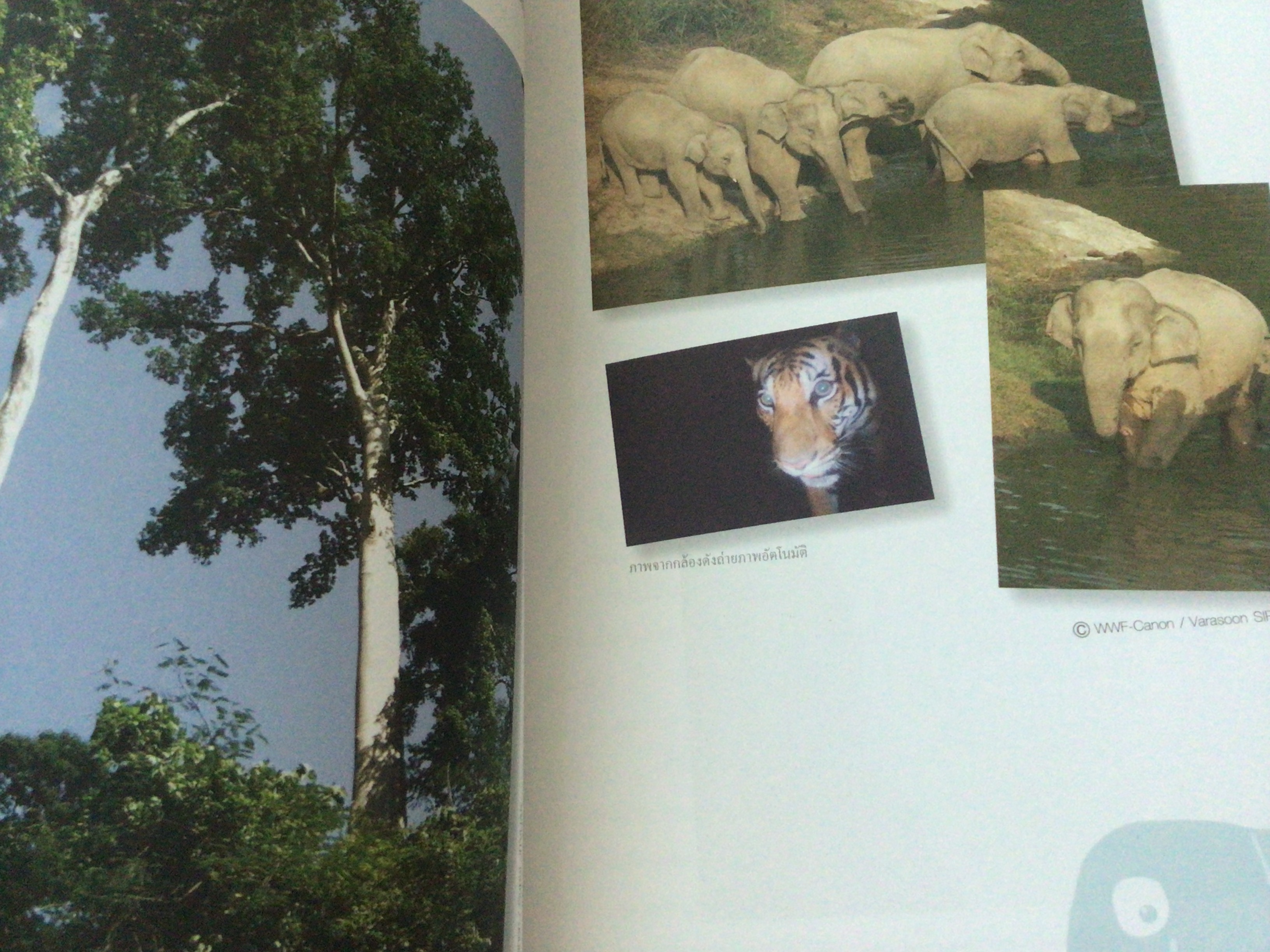 คนกับช้างป่าบนสถานการณ์ใหม่ ราคา 60