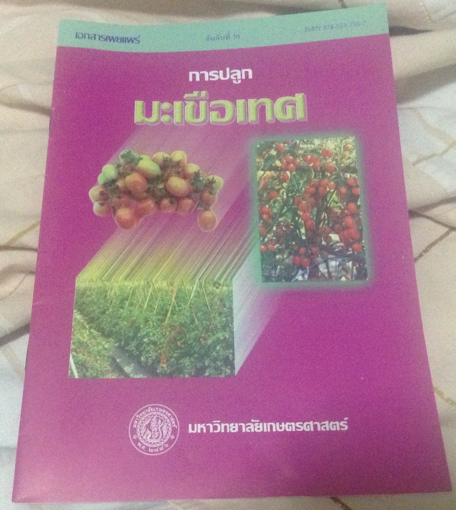 การปลูกมะเขือเทศ ราคา 10